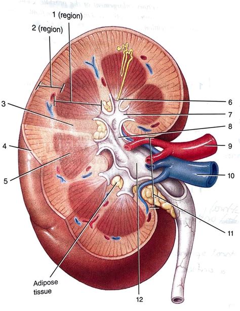 Kidneys: Anatomy, function and internal structure .